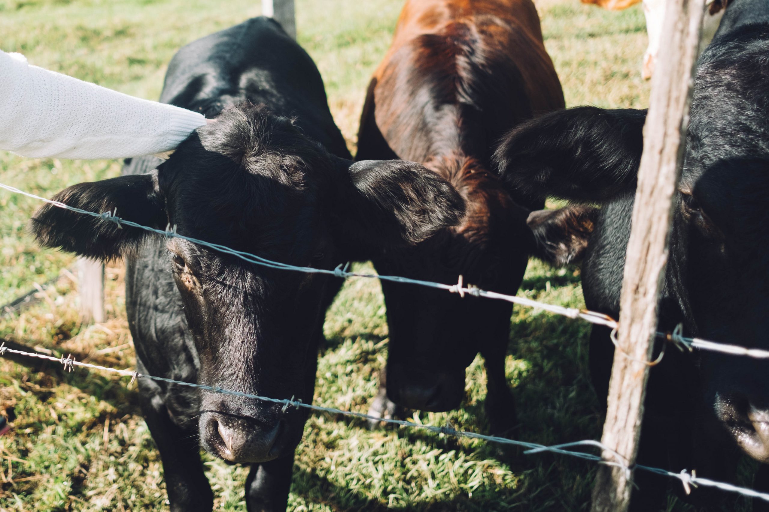 gold coast wedding, tipi wedding, tipi hire, large marquee hire, gold coast, events, gold coast wedding